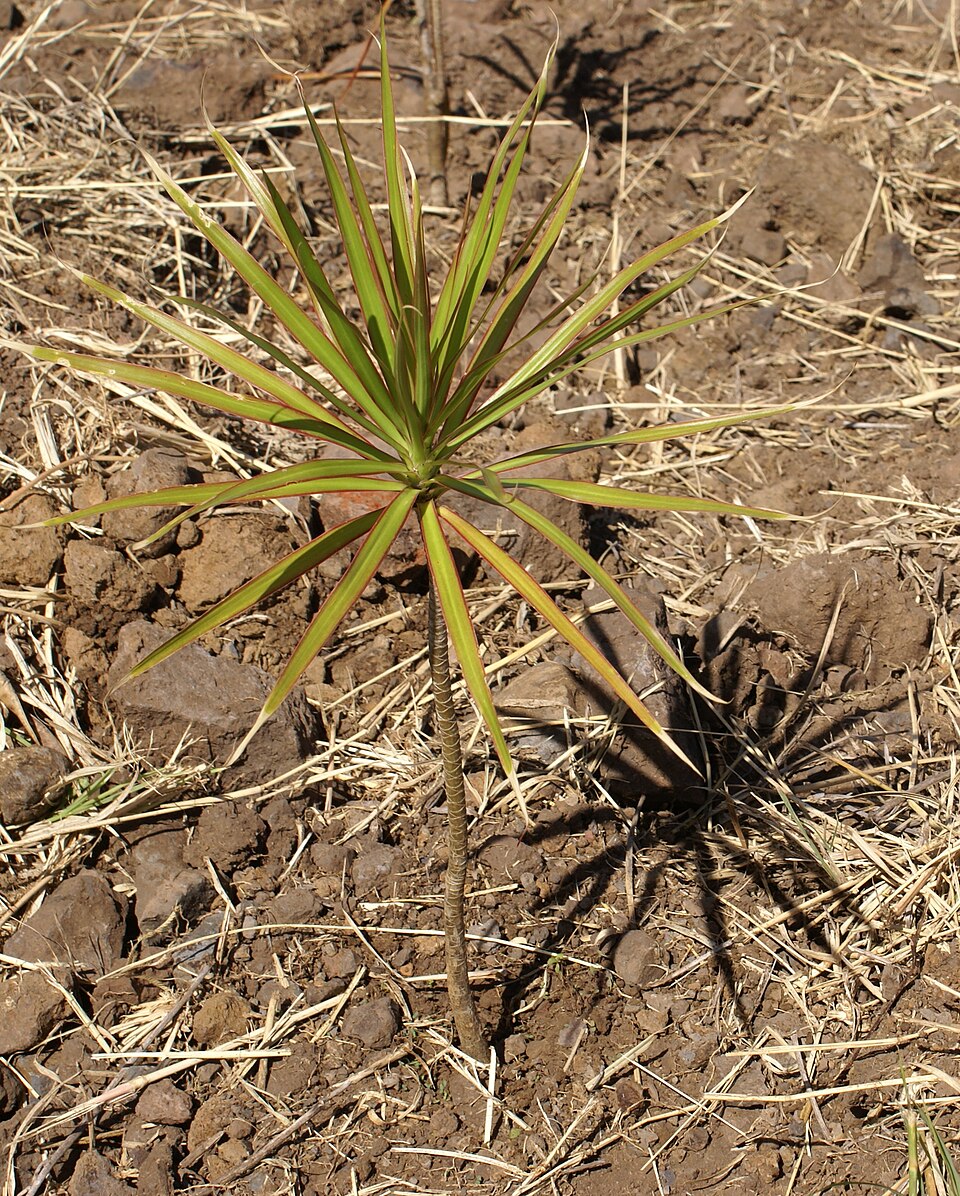 Dracaena reflexa (Song of India) (alternate view 9)