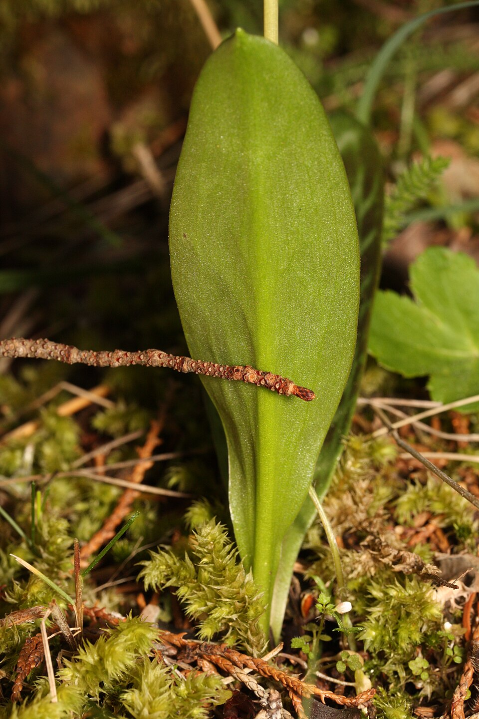Erythronium oregonum (Oregon fawn lily) (alternate view 9)