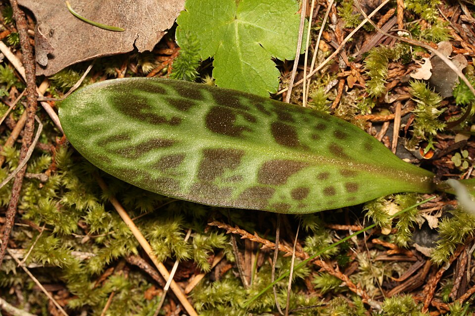 Erythronium oregonum (Oregon fawn lily) (alternate view 10)