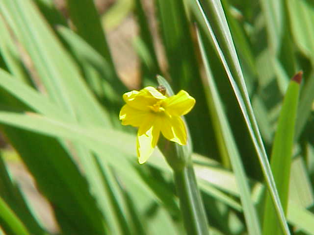 Sisyrinchium californicum (Golden Blue-eyed Grass) (alternate view 9)