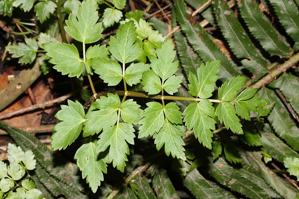 Oenanthe sarmentosa (water-parsley) (alternate view 5)