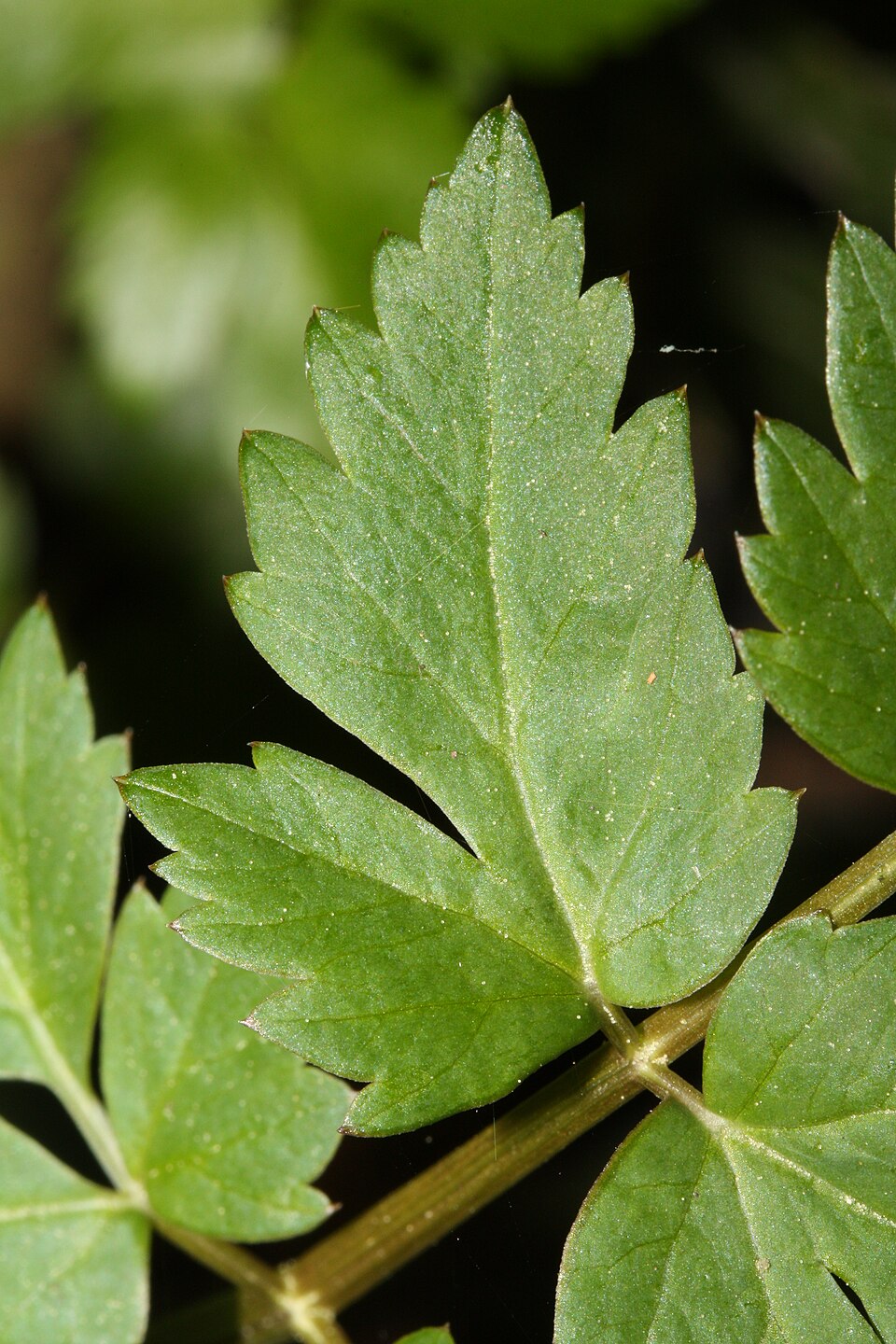 Oenanthe sarmentosa (water-parsley) (alternate view 6)