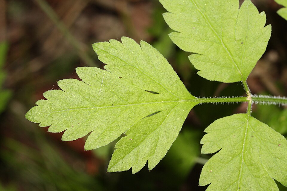 Osmorhiza berteroi (mountain sweet cicely) (alternate view 6)