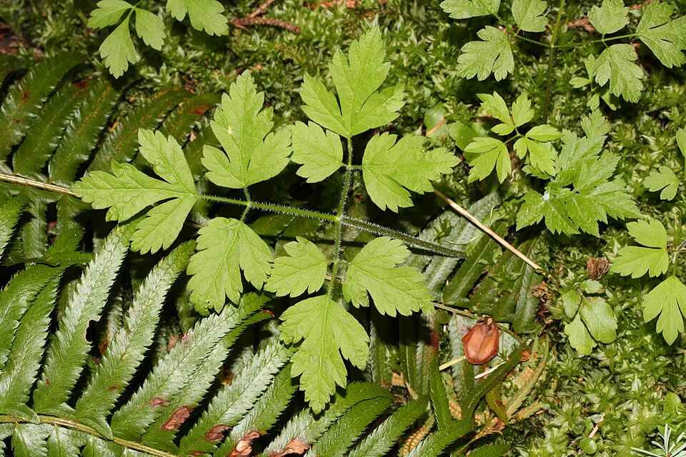 Osmorhiza berteroi (mountain sweet cicely) (alternate view 7)