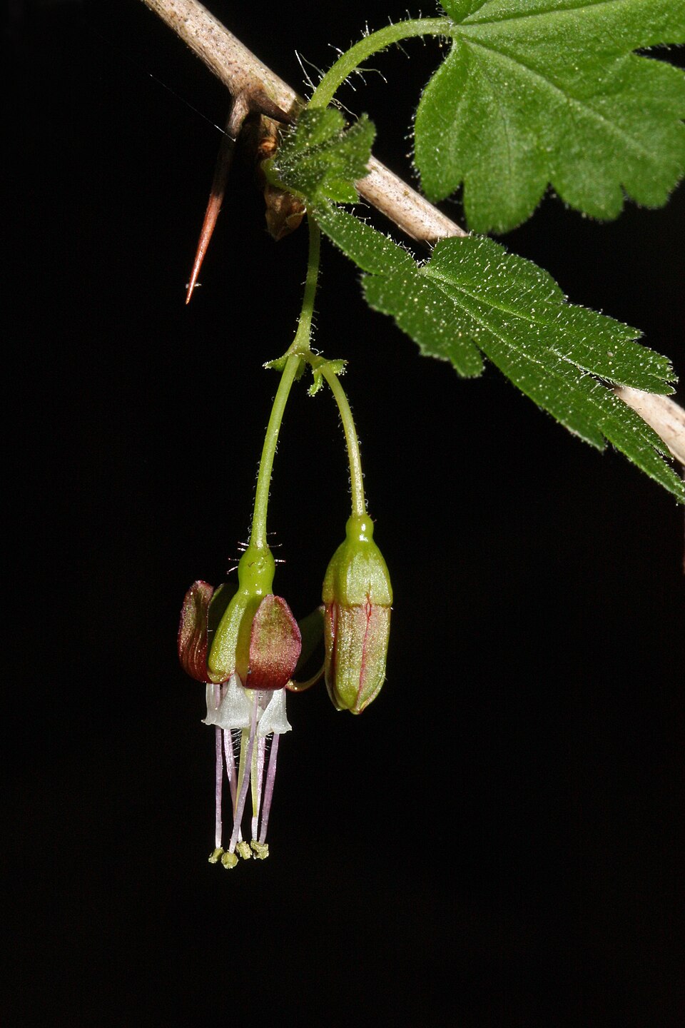 Ribes divaricatum (Coast Black Gooseberry) (alternate view 11)