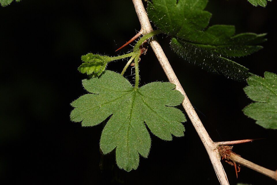 Ribes divaricatum (Coast Black Gooseberry) (alternate view 12)