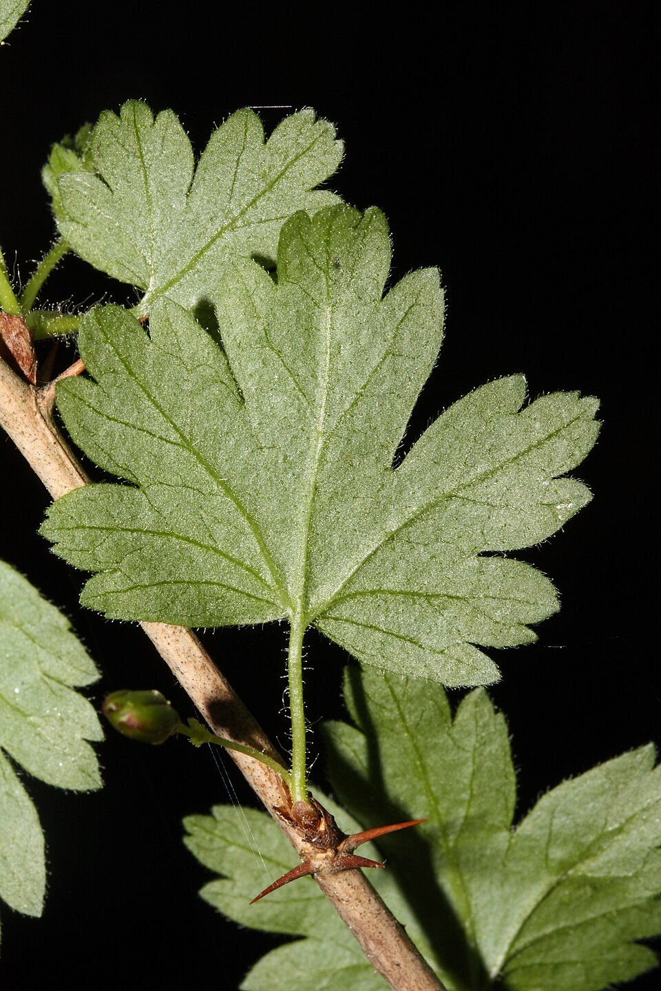 Ribes divaricatum (Coast Black Gooseberry) (alternate view 13)