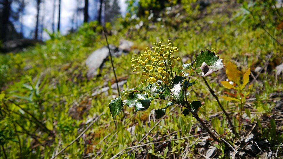 Berberis aquifolium (tall Oregon-grape) (alternate view 6)