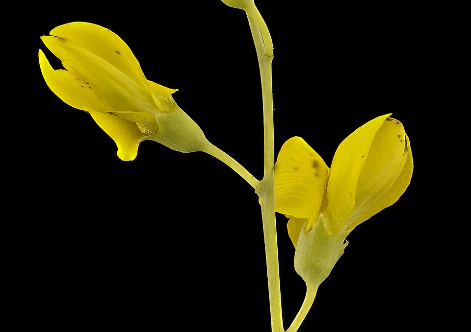 Baptisia tinctoria (eastern wild indigo) (alternate view 9)