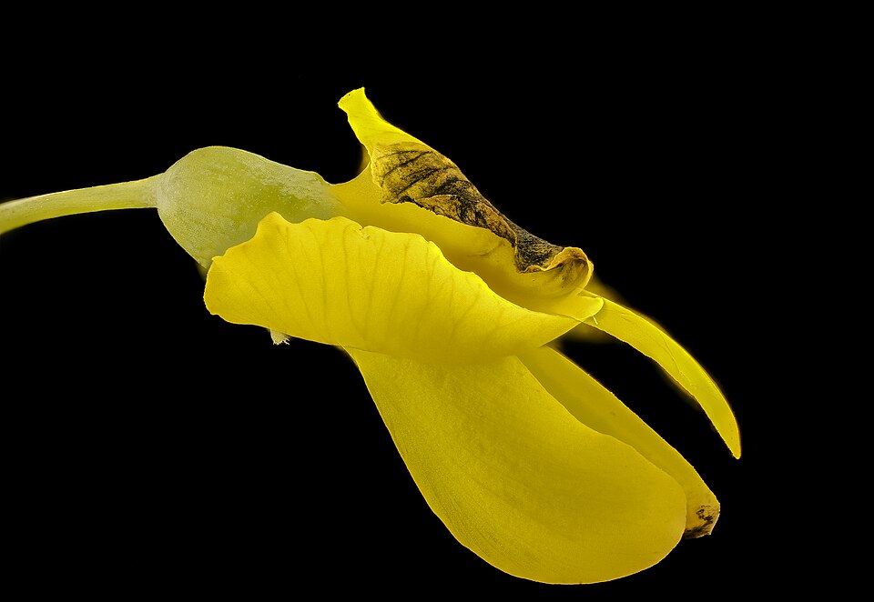 Baptisia tinctoria (eastern wild indigo) (alternate view 10)