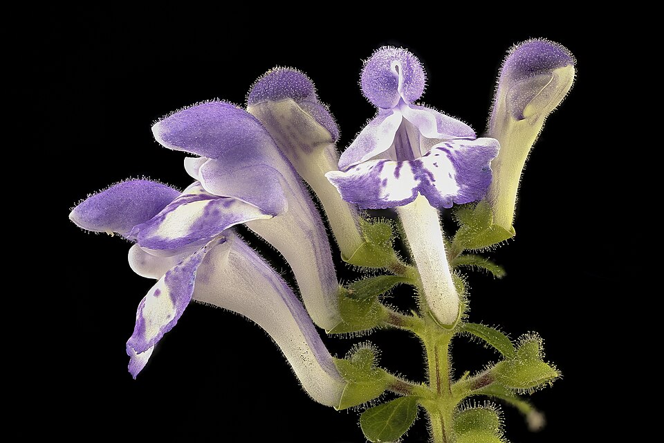 Scutellaria elliptica (Hairy Skullcap) (alternate view 9)
