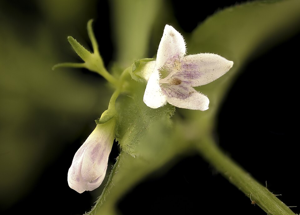 Houstonia longifolia (long-leaved bluets) (alternate view 9)