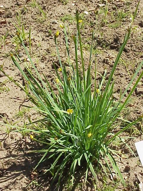 Sisyrinchium californicum (Golden Blue-eyed Grass) (alternate view 10)