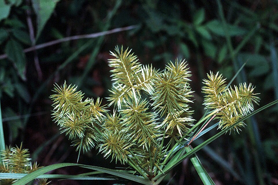 Cyperus strigosus (straw-colored flatsedge) (alternate view 6)