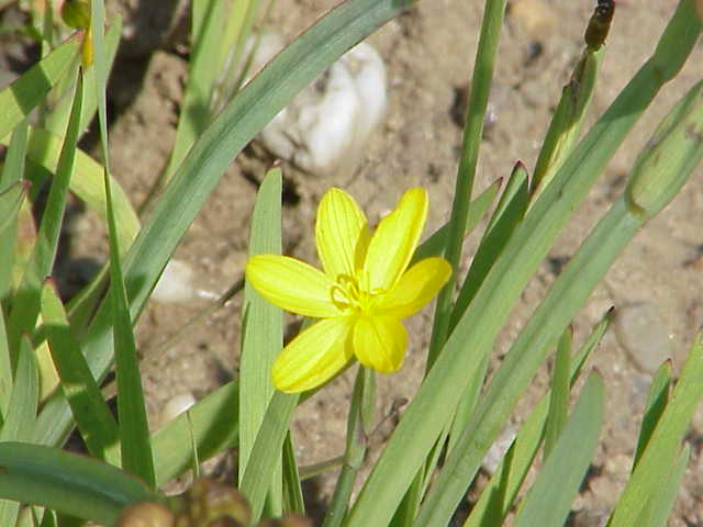 Sisyrinchium californicum (Golden Blue-eyed Grass) (alternate view 11)