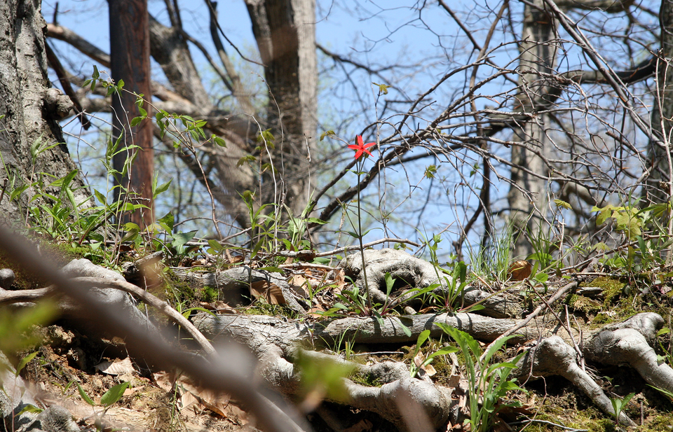 Silene virginica (fire pink) (alternate view 4)