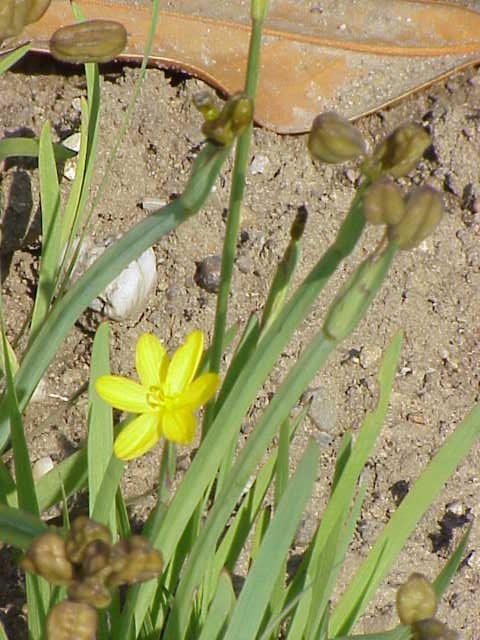 Sisyrinchium californicum (Golden Blue-eyed Grass) (alternate view 12)