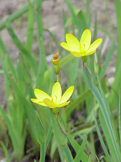 Sisyrinchium californicum (Golden Blue-eyed Grass) (alternate view 13)