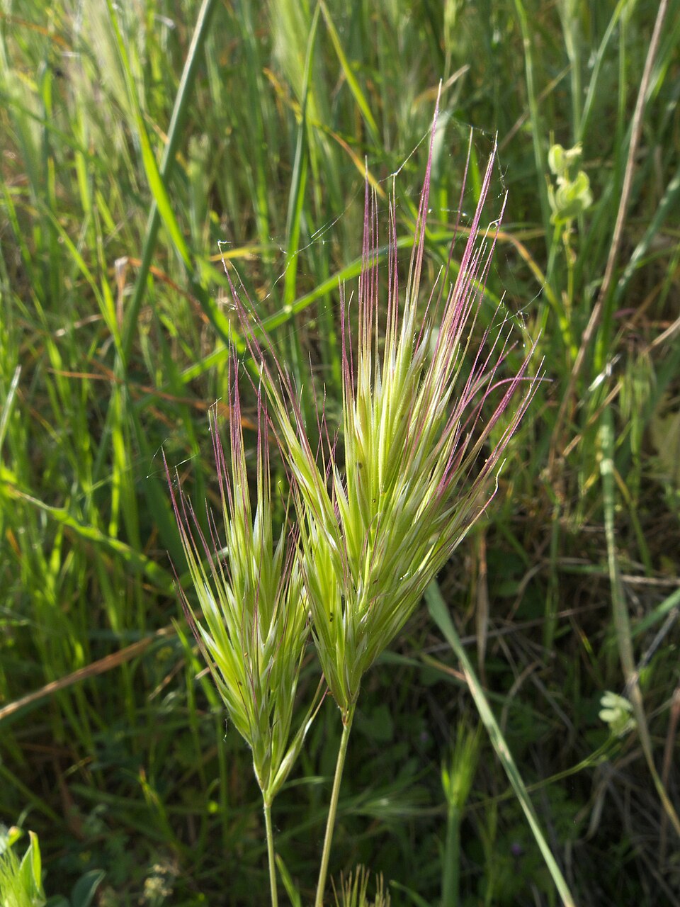 Bromus rubens (Red Brome) (alternate view 2)