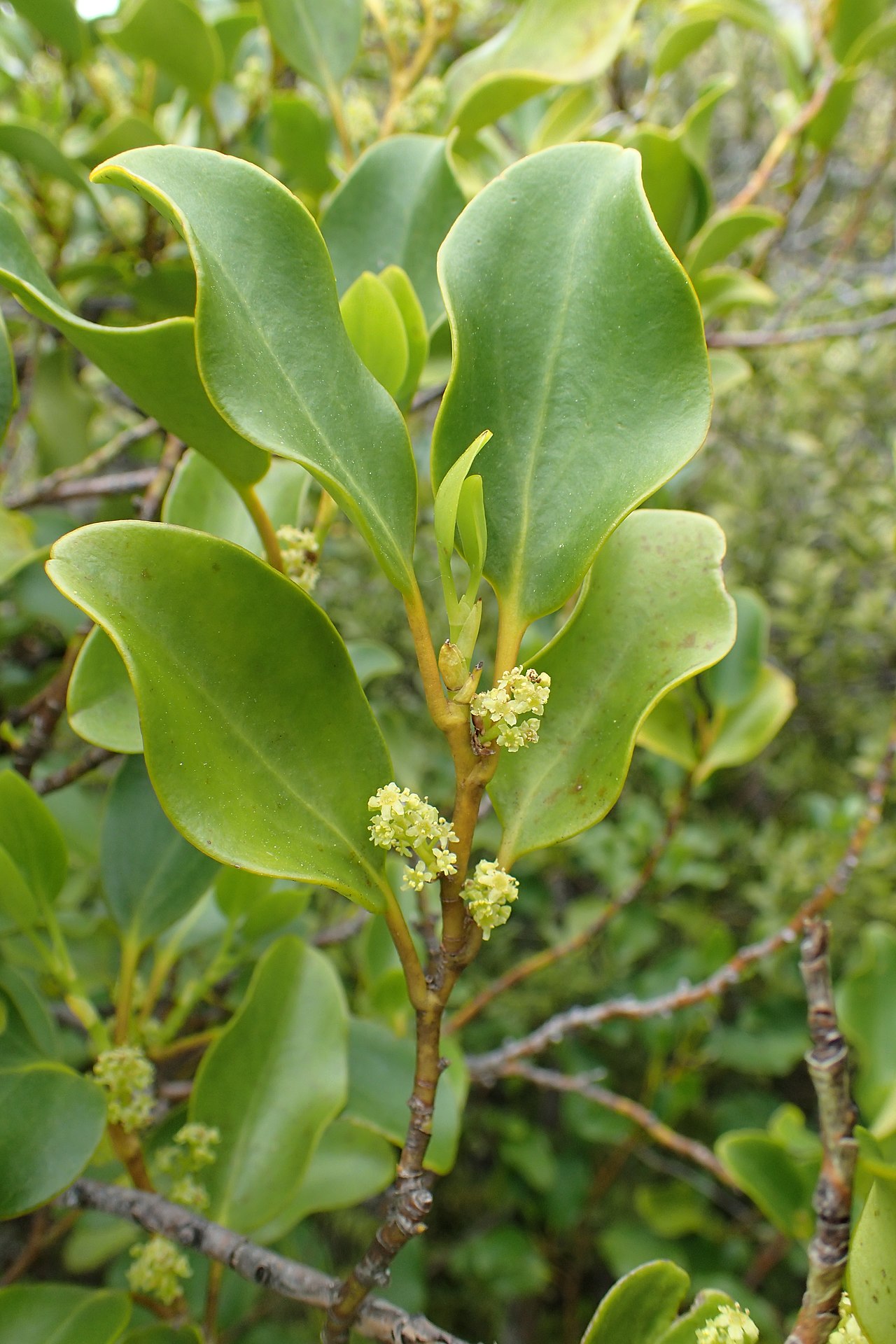 Griselinia littoralis, New Zealand broadleaf — upright evergreen (Griseliniaceae) (image 8 of 9)