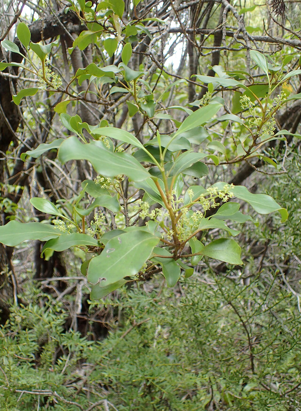 Griselinia littoralis, New Zealand broadleaf — upright evergreen (Griseliniaceae) (image 9 of 9)
