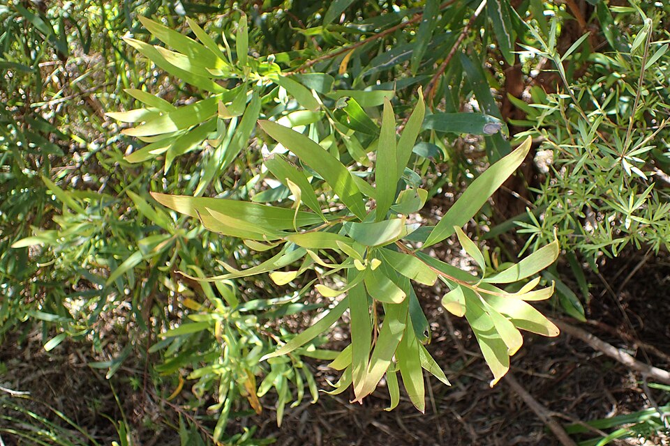 Hakea salicifolia (Willow-leaved hakea) (alternate view 2)