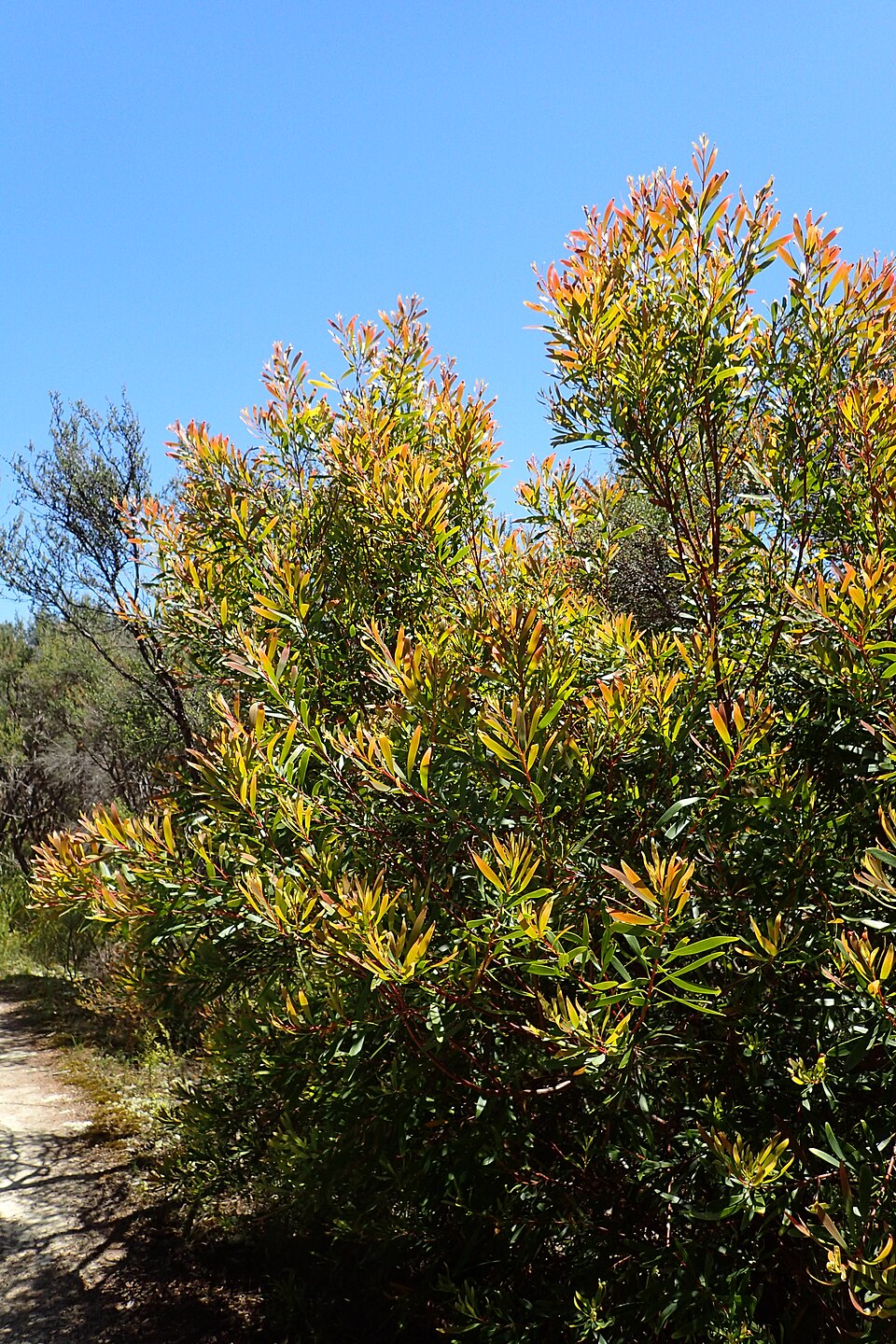 Hakea salicifolia (Willow-leaved hakea) (alternate view 3)