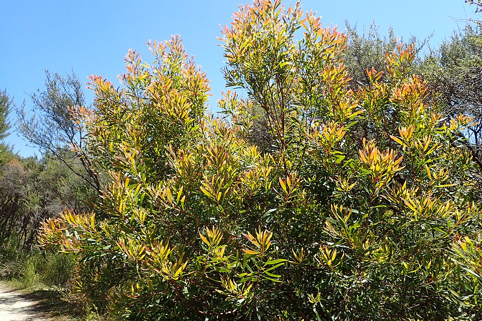 Hakea salicifolia (Willow-leaved hakea) (alternate view 4)