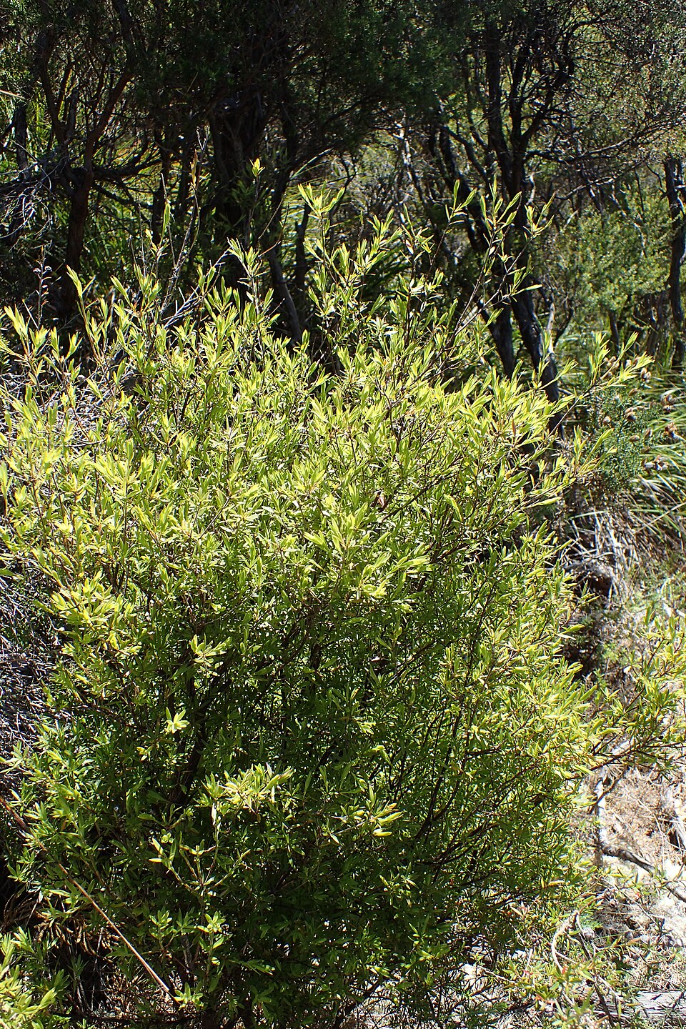 Hakea salicifolia (Willow-leaved hakea) (alternate view 5)