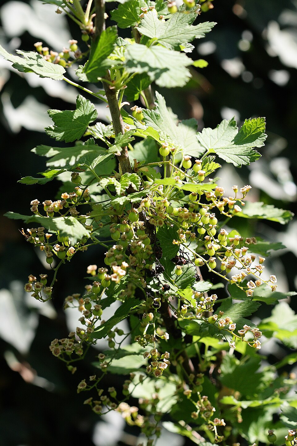 Ribes rubrum (Red Currant)