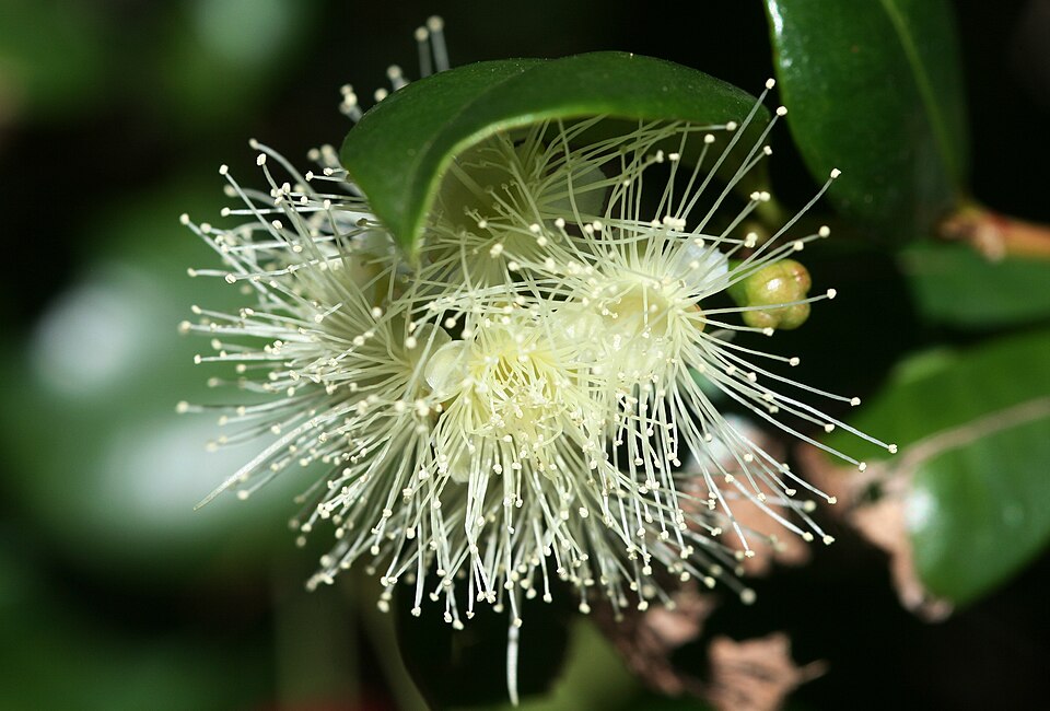 Syzygium australe (scrub cherry) (alternate view 3)