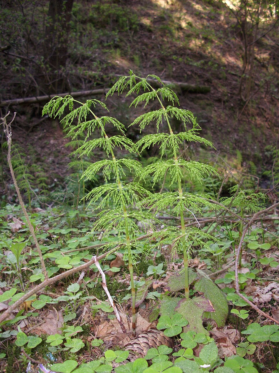 Equisetum sylvaticum (wood horsetail)