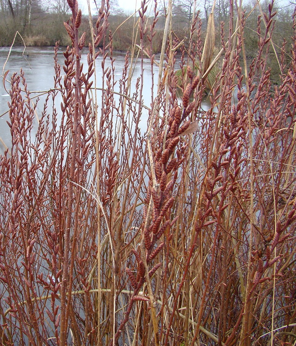 Myrica gale (Sweetgale) (alternate view 10)
