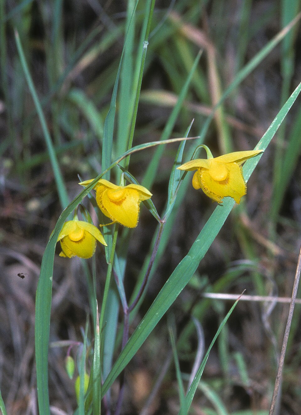 Calochortus amabilis (Diogenes' lantern) (alternate view 6)