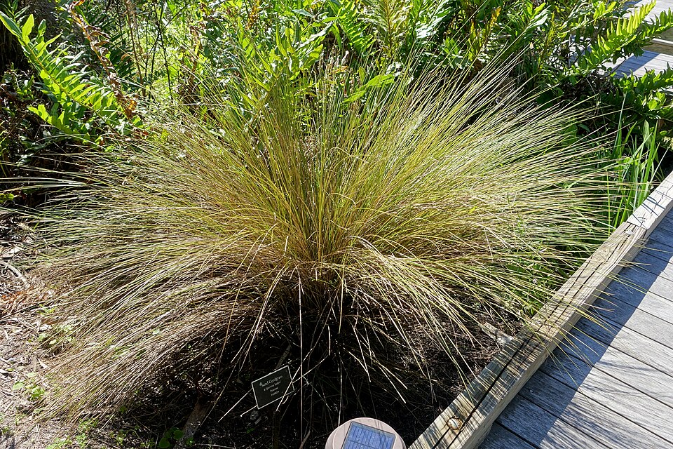 Spartina bakeri (Sand Cordgrass)