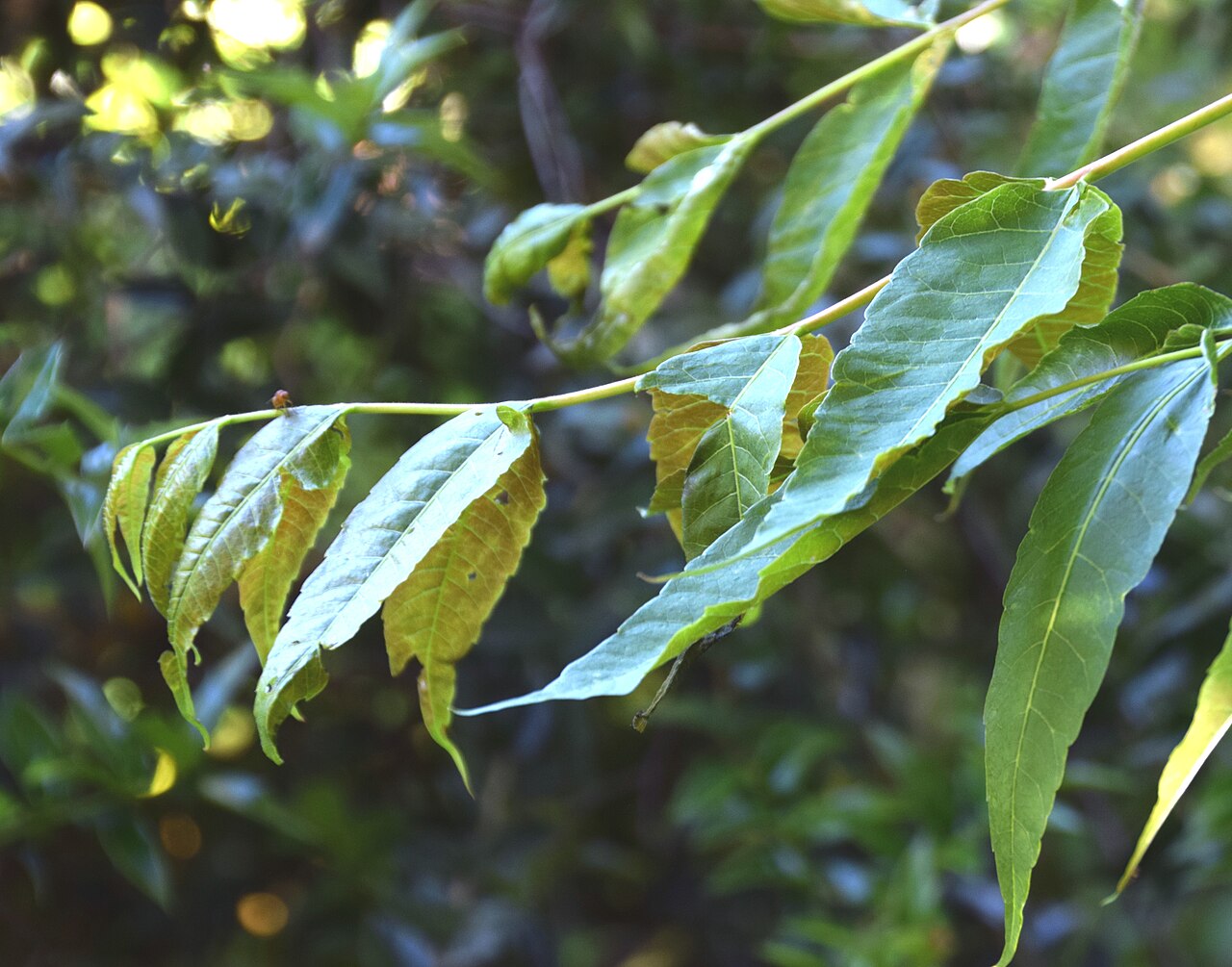 Toona sinensis, Chinese toon — upright deciduous (Meliaceae) (image 9 of 10)