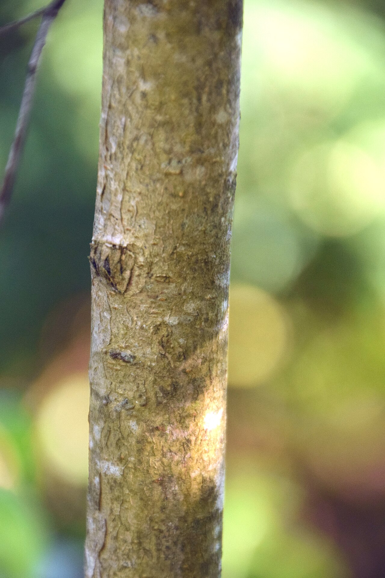 Toona sinensis, Chinese toon — upright deciduous (Meliaceae) (image 10 of 10)