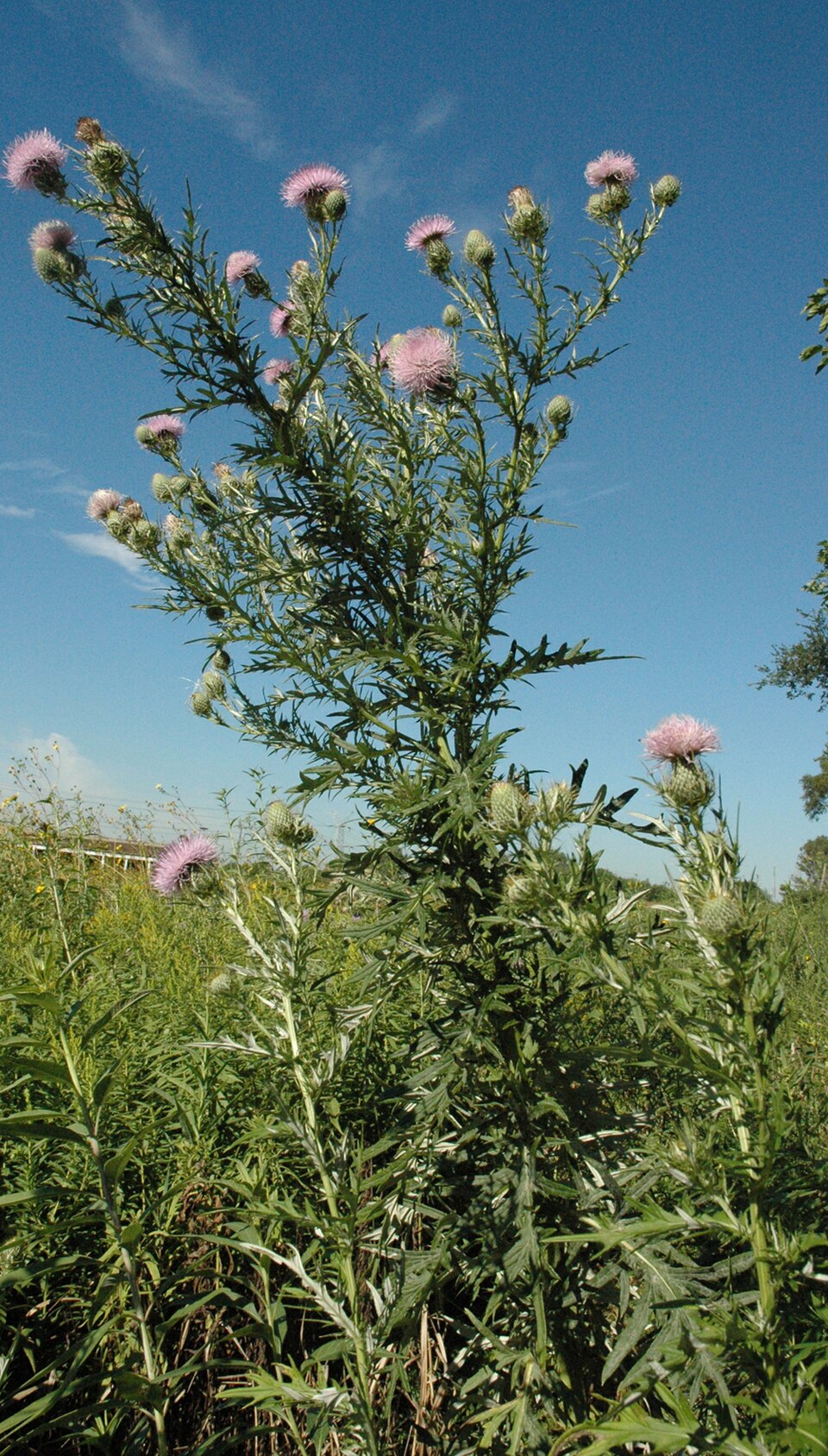 Cirsium discolor (field thistle) (alternate view 5)