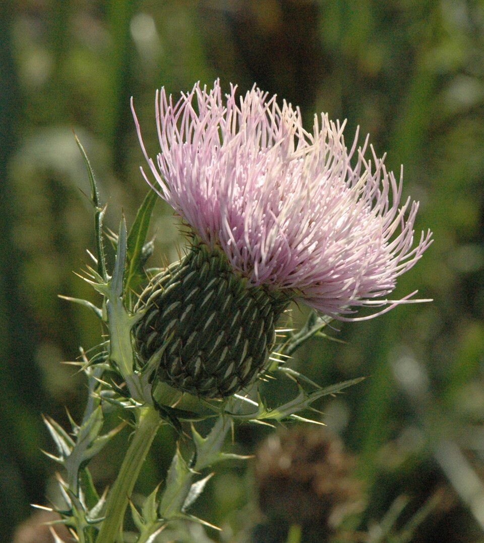 Cirsium discolor (field thistle) (alternate view 6)