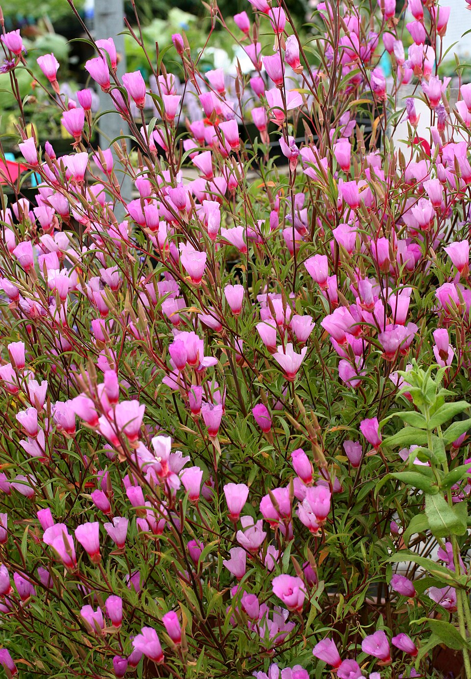 Clarkia rubicunda (ruby chalice clarkia) (alternate view 6)