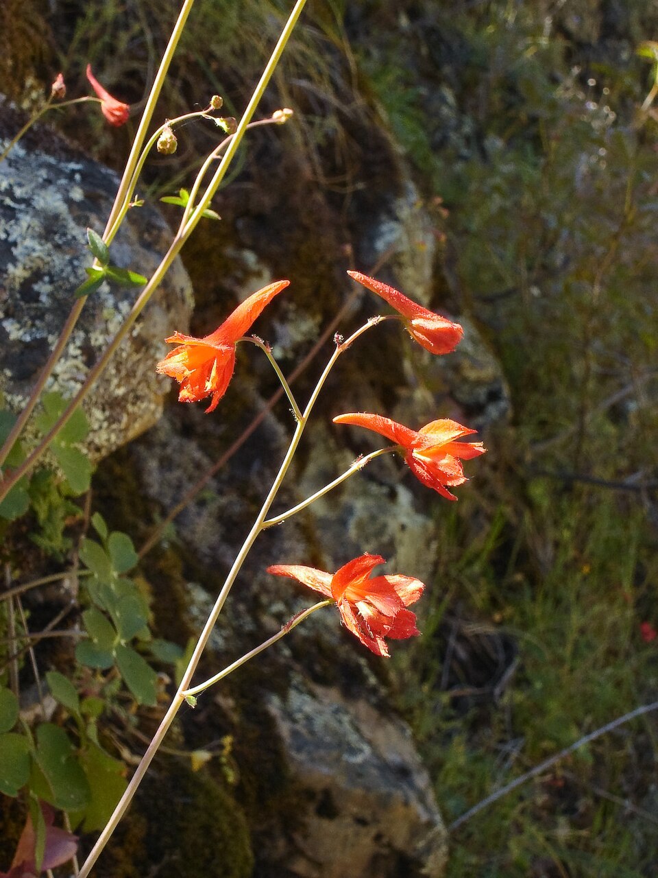 Delphinium nudicaule (Red larkspur) (alternate view 6)