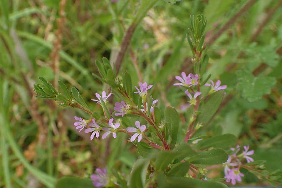 Lythrum hyssopifolia (Hyssop Loosestrife) (alternate view 5)