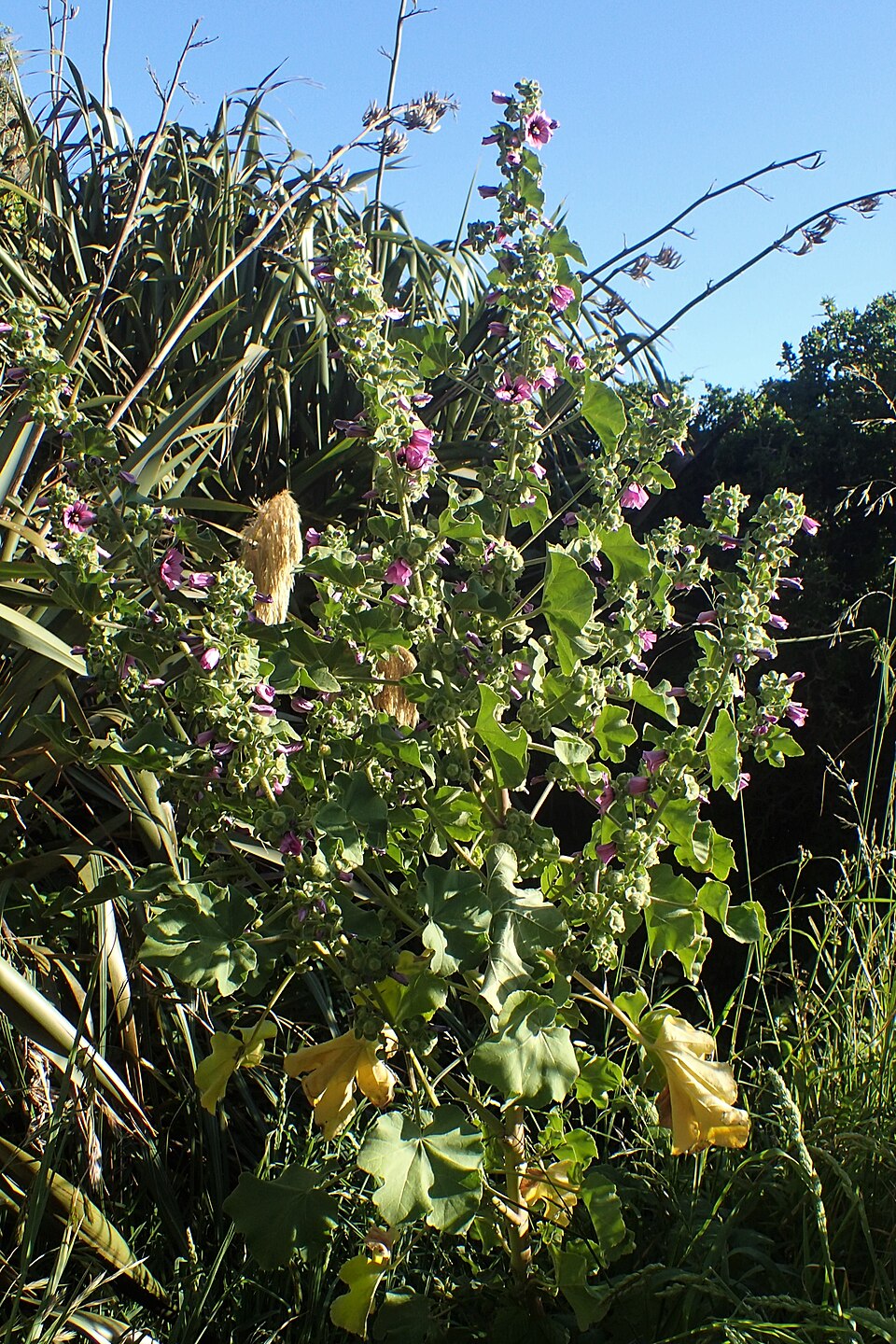 Malva arborea (Tree Mallow)