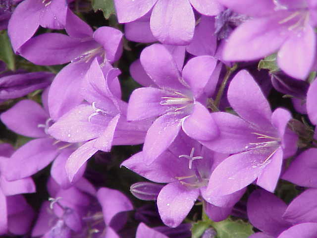 Campanula portenschlagiana (Dalmatian Bellflower) (alternate view 8)