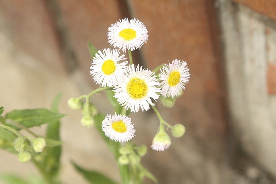 Erigeron philadelphicus (Philadelphia Fleabane) (alternate view 6)