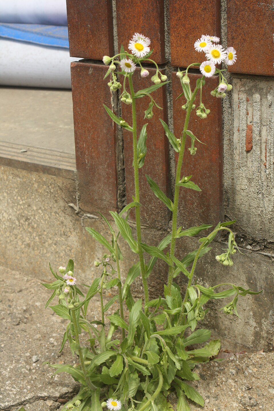 Erigeron philadelphicus (Philadelphia Fleabane) (alternate view 7)