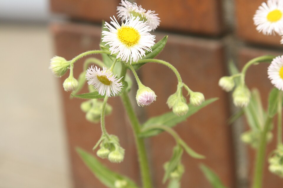 Erigeron philadelphicus (Philadelphia Fleabane) (alternate view 8)