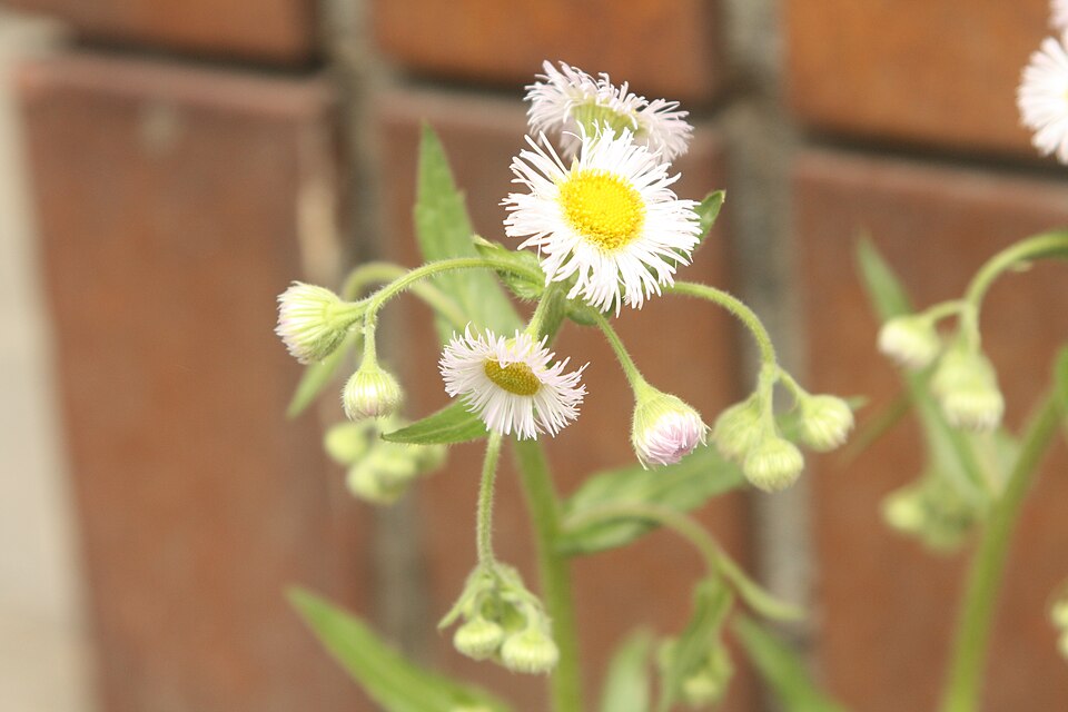 Erigeron philadelphicus (Philadelphia Fleabane) (alternate view 9)