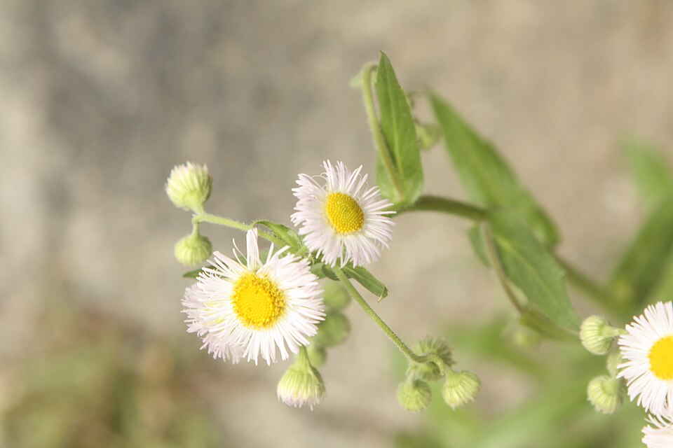 Erigeron philadelphicus (Philadelphia Fleabane) (alternate view 10)