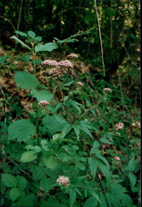 Eupatorium cannabinum (hemp agrimony)